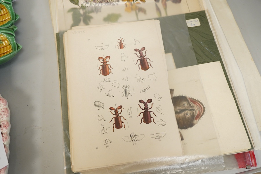 A collection of 18th / 19th century and later botanical and natural history interest prints and engravings to include four engravings of fish, published F P Nodder, 1799 / 1800, an extensive set of beetles and three 19th